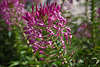 911443_ Cleome spinosa Makrofoto Spinnenpflanzen rosa-lila Violettblüten hochstehen bizarr Blümchen dichte Haarblüten
