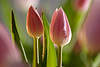 Tulpen Paar Seitenlicht hell lila Blüten Komposition Makrobild Nahaufnahme