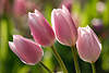 41205_ Tulpen-Quartett nass hell frische Lilablüten mit Wassertropfen, Blumenquartett Foto Tulpenvierer