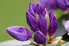 42674_Rhododendron violett Knospenblüte Makrofoto Catawbiense Grandiflorum