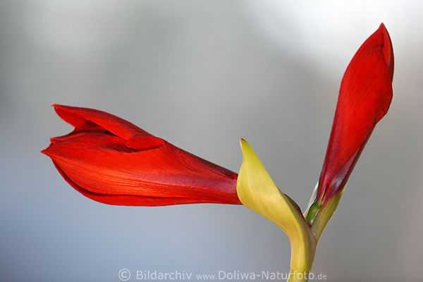 Flower of Romance red Amaryllus image Belladonna lily naked lady photo