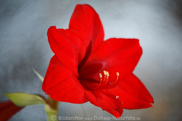 Ritterstern aufgeblhtes Amaryllis roter Kelch Bltendetail Bild