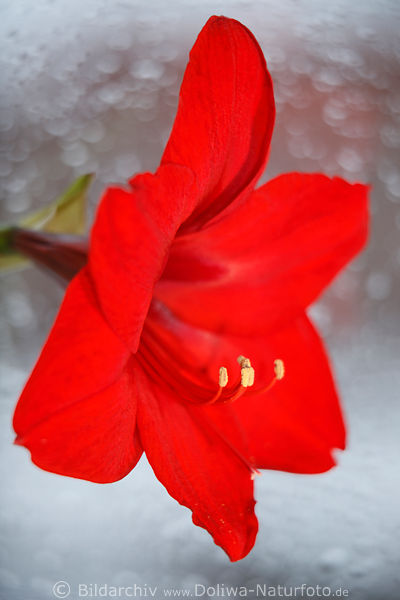 Amaryllis Rotkelch Rotblume Bltendesign Ritterstern Staubblttchen Grossbild