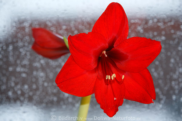 Rote Amaryllis Blte Makrobild Hintergrund Weissglitzer abstrakt Foto mit Tiefenschrfe