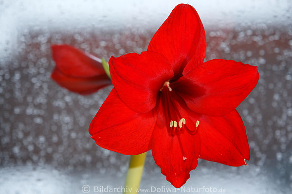 Rote Amaryllis Blte Makrobild, Hintergrund weisse Glitzer Foto, abstrakt, Tiefenschrfe Belladonna