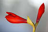 900006_Flower of Romance red Amaryllus image Belladonna lily naked lady photo
