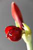 900019_Ritterstern Bltendetail Bild frhe Blhphase Amaryllis rote Knospen Lilienartige Kbelpflanze