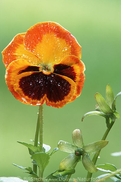 Stiefmtterchen Foto in Gegenlicht Bltenbild orangerot Veilchen Viola Violales Blte