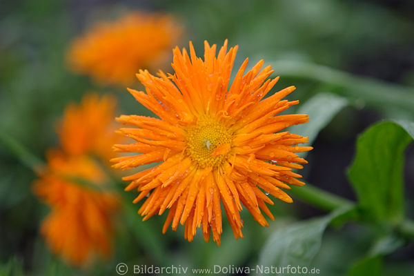 Ringelblume, Calendula officinalis, rot-orange, Blte, nass, Regentropfen, Blume Rotblte