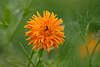706595_ Ringelblume Bltenblttchen eingerollt vor Nsse zur Kugel, Calendula officinalis rotorange Blte Foto