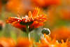 807250_ Ringelblume Calendula Knospe & Rotblte schrille orangerot farbenreiche Kontraste im Gegenlicht