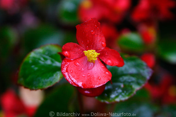Rotblume, dunkelrot, leuchtendes Bltenkopf, Gelbmitte, Grnbltter, Regentropfen