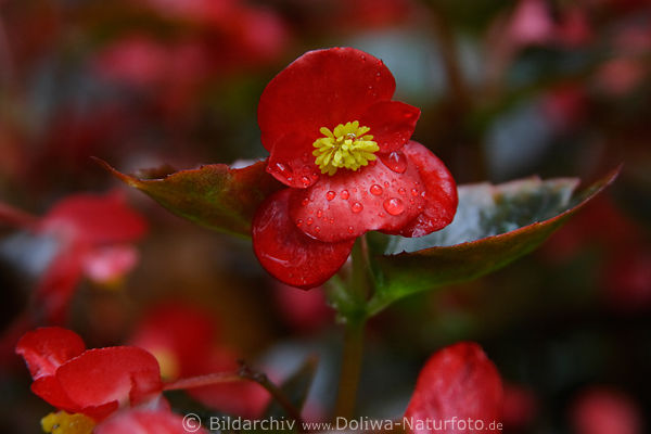 Rotblume, kleine Rotblte Makrobilder, gelbe Mitte Foto im Regenwasser, niedrig, nass