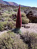 Naternkopf Echium wildpretii roter Bltenstand Foto in Teneriffa Wste im Vulkankrater in Sonnenschein