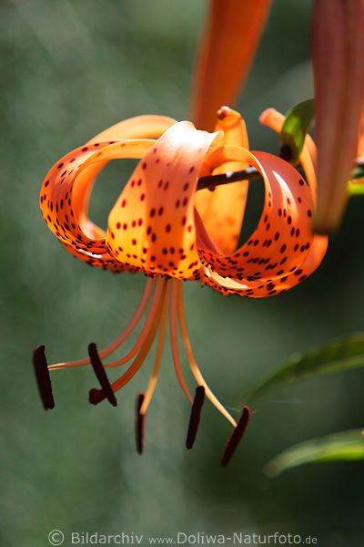 Tiger-Lilie, Blte, orange-rot, makrofoto, Tiger lily image