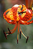 807967_ Orangelilie Staubblätter Foto unter gerollten Kronblätter, Lilium Rotlilie Blütenbild