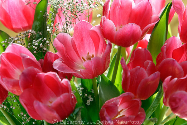 Tulpe Straublten Gegenlicht Foto Tulpenstrau rote Blumenblte grne Bltter