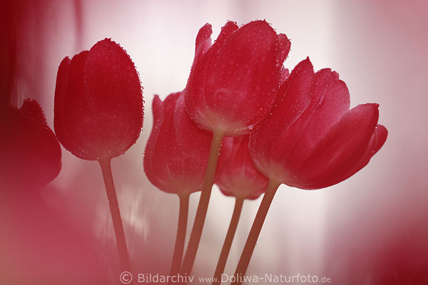 Tulpe rotes Bltenbund in Gegenlicht Foto 5 Tulpeblten Blumenbild frische Lilienart