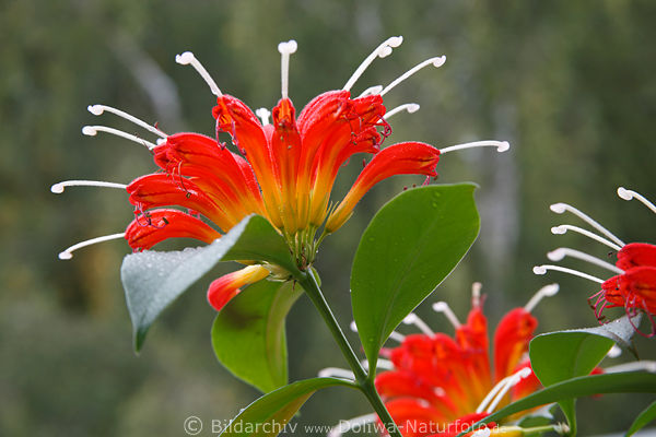 Schamblume Sinnblume Aeschynanthus speciosus