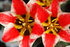 904025_ Tulpe Shakespeare gelbe Staubbltter Makrofoto, Blume Ktzchen Samen Grossbild