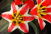904029_ Rotweiss Bltenduo Makrofoto, Tulipa Kaufmanniana Hybride Shakespeare Bild
