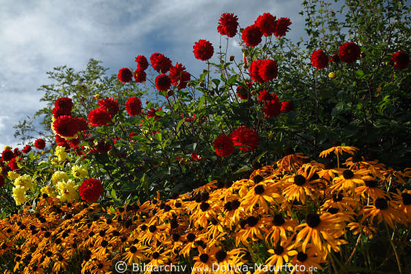 Georginien rote Dahlien am Gelbsonnenhut Blumenfeld Florafoto vor Blauhimmel