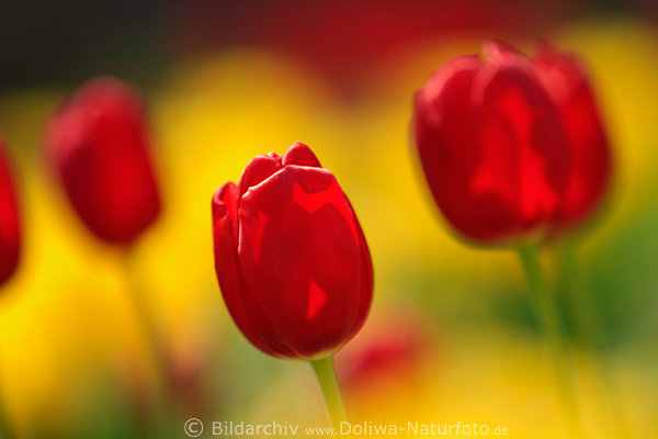 Rottulpen Makrobild, rote Blten Fotografie auf gelber Hintergrund, Gartenbeete verwischte Flora