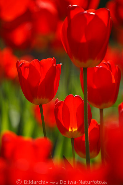 Rottulpen grell Farben Florafoto Blten in Gegenlicht glnzen vor Grnhintergrund