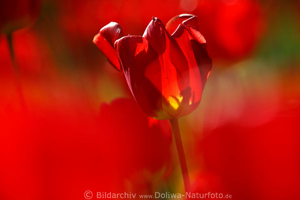 Rottulpe verwischte Rotfarbe beleuchtet in Gegenlicht Blumenglanz Florabild