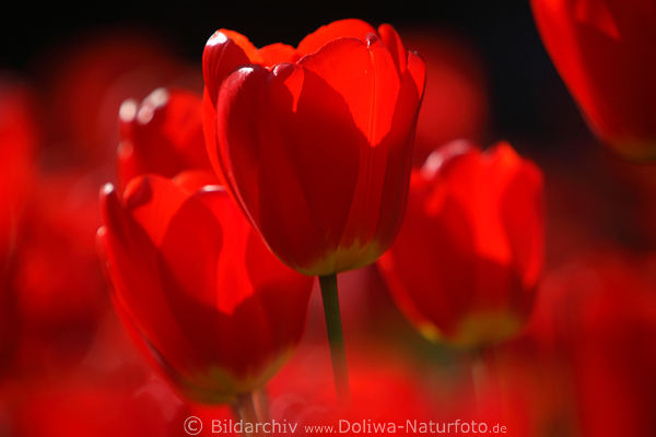 Rottulpen grelles Bltentrio in Gegenlicht Flora-Makrofoto Tulpenpracht Nahbild