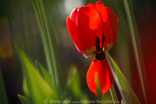 Tulpe rot Blte