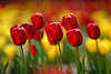 600454_ Rote Tulpen Blüten Beete, Rottulpen Fotografie in gelb-orange Gartenbeete in Florafoto