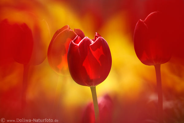 Tulpen in Feuer Fotokunst Blumen abstrakt Farbdesign / FireTulip