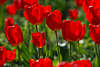 904691_ Knallige rot-grün Farbkontraste schöner Rottulpenblumen Bild Gartenpracht in Sonne-Gegenlicht