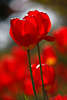 904706_ Tulpen Rotblütenpaar Foto Blumendesign glänzend vor weissrot Blumenfarben in Sonne Gegenlicht