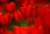 904712_Rotblumen schöne Tulpenkomposition im verwischten Rotfarben beleuchteten Gartenflora