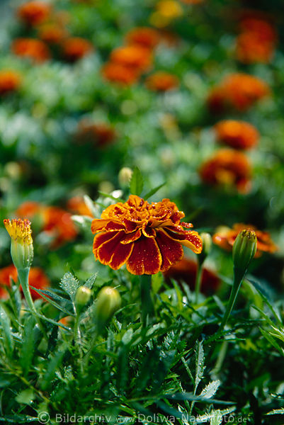 Tagetes patula, orange-rot Blte, Red Marietta Foto, Gartenbeete zahlreiche Blumen