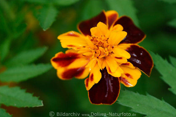 Tagetes im Regen gelbrot Blte Marietta Art, rotgelb Blumeblte in Grnbltter Foto