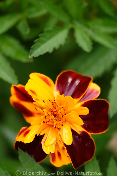 Tagetes, zart, orangrot Blte, gelbrot ,Tagetes patula Blume in Bltter