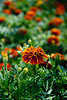 3837_Tagetes patula, orange-rot Blte, Red Marietta Foto, Gartenbeete zahlreiche Blumen