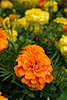 705888_ Tagetes orange Blte Foto, rothell Blume blhende Gartenblume, Orangeblte in Florafotografie