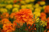 705891_ Tagetes Blumen orange Blte Tegetesart rothell Bltenpracht, Gartenblume blhend, orangeblte Florafoto