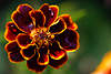 706278_Tagetes Marietta rotgelbe, tiefrot, dunkle Blte Florafoto mit Regentropfen, Blumenbild