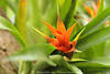 Aechmea pineliana Blumenblten Blider Bromelien orange-rot Puya Florablte Ananasgewchs Fotos
