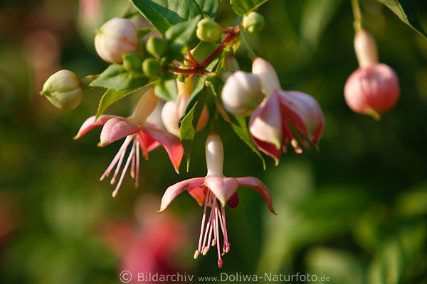 Fuchsie Blte lila-rot Kelche Foto Fuchsia helle trichterfrmige vierteilige Bltenkrone