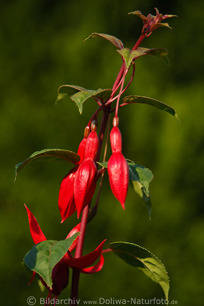 Fuchsien Hngeblumen Foto Bltenkelche geschlossen Fuchsia Rotblten Blumendesign