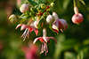 808269_ Fuchsie helle Blte lila-rot Kelche Foto, Fuchsia Gartenblumen