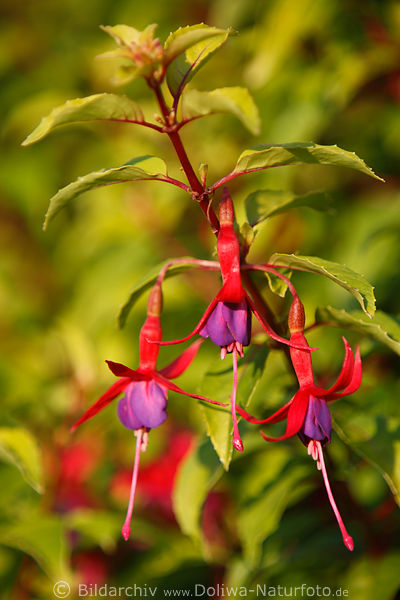Fuchsien Fuchsia Blten Blumenfotos rot-lila Blten Nachtkerzen Oenothera biennis Rotblte