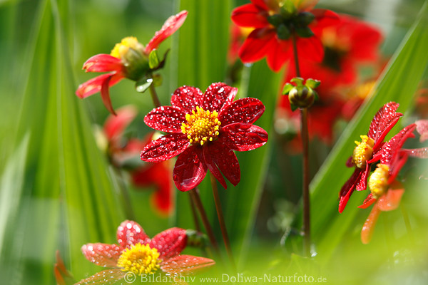 Rotdahlien Makrofoto Rundblte nass Tropfen Flora Komposition Blmchen in Grnbltter