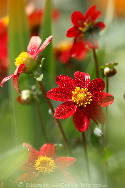 Rotdahlie Zierblmchen Knospen Rundblte Makrobild nass Tropfen leuchten um Gelbmitte seitlich frontal in Grnbltter